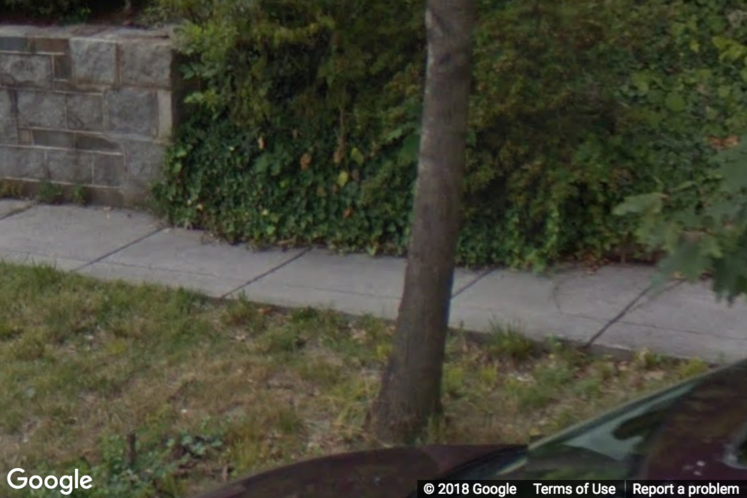 A Street View image of leaves and foliage overflowing onto a sidewalk